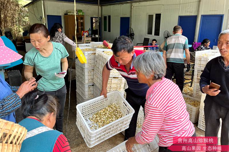 猕猴桃鲜花收购