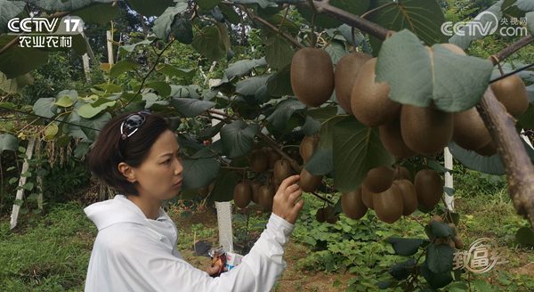 2019年种植一亩贵长猕猴桃苗成本和利润多少产量多少斤