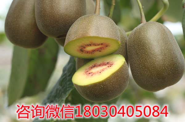张豪决定在贵州遵义种植有机东红猕猴桃鲜果和花粉