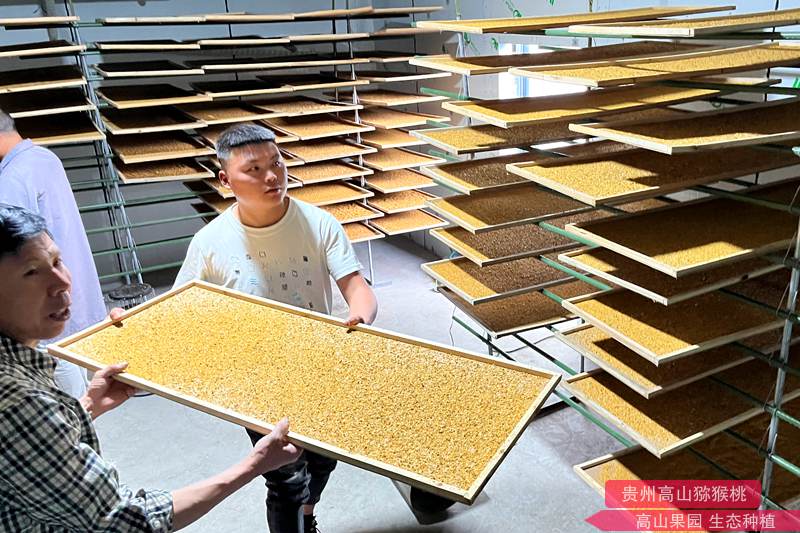 猕猴桃花药烘干过程