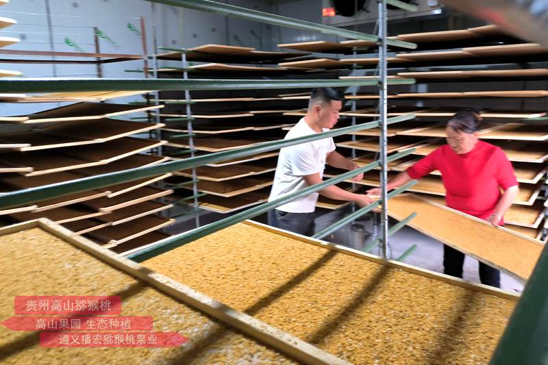 正在准备烘干猕猴桃花粉