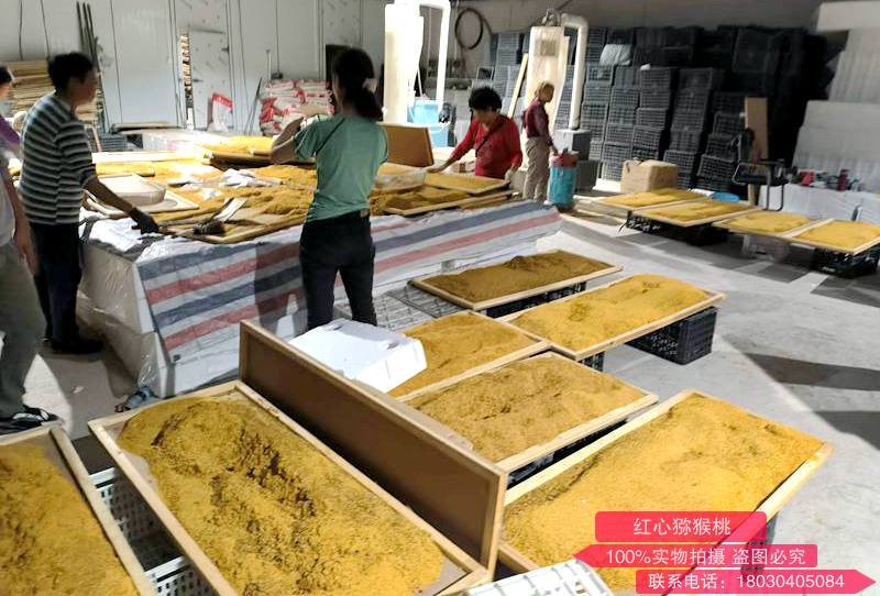 猕猴桃人工摊晾花药