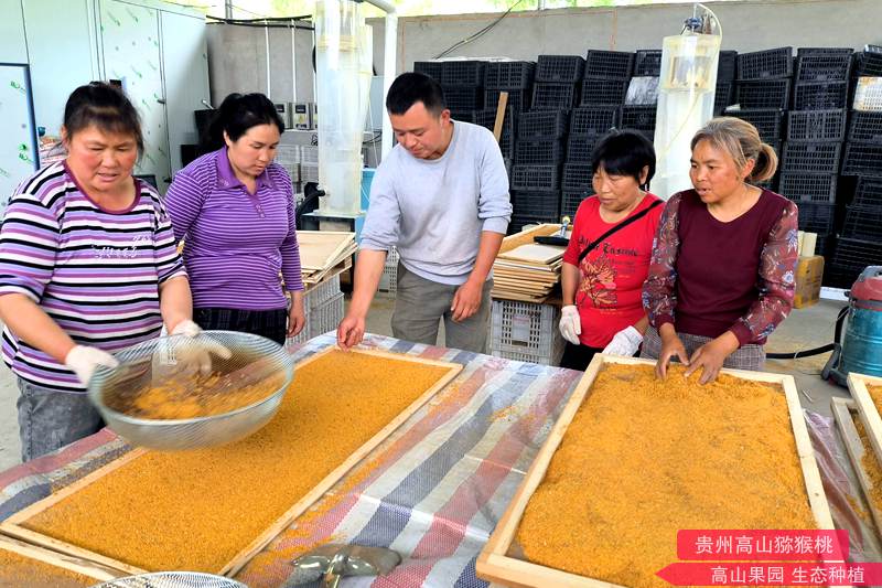 猕猴桃花粉加工过程