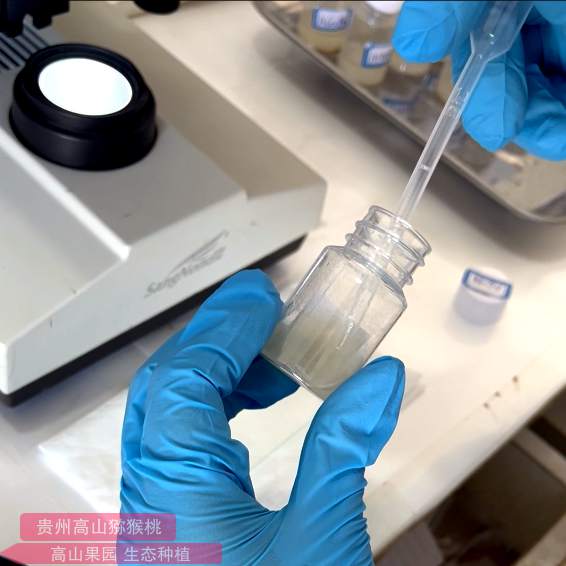 猕猴桃检测活性