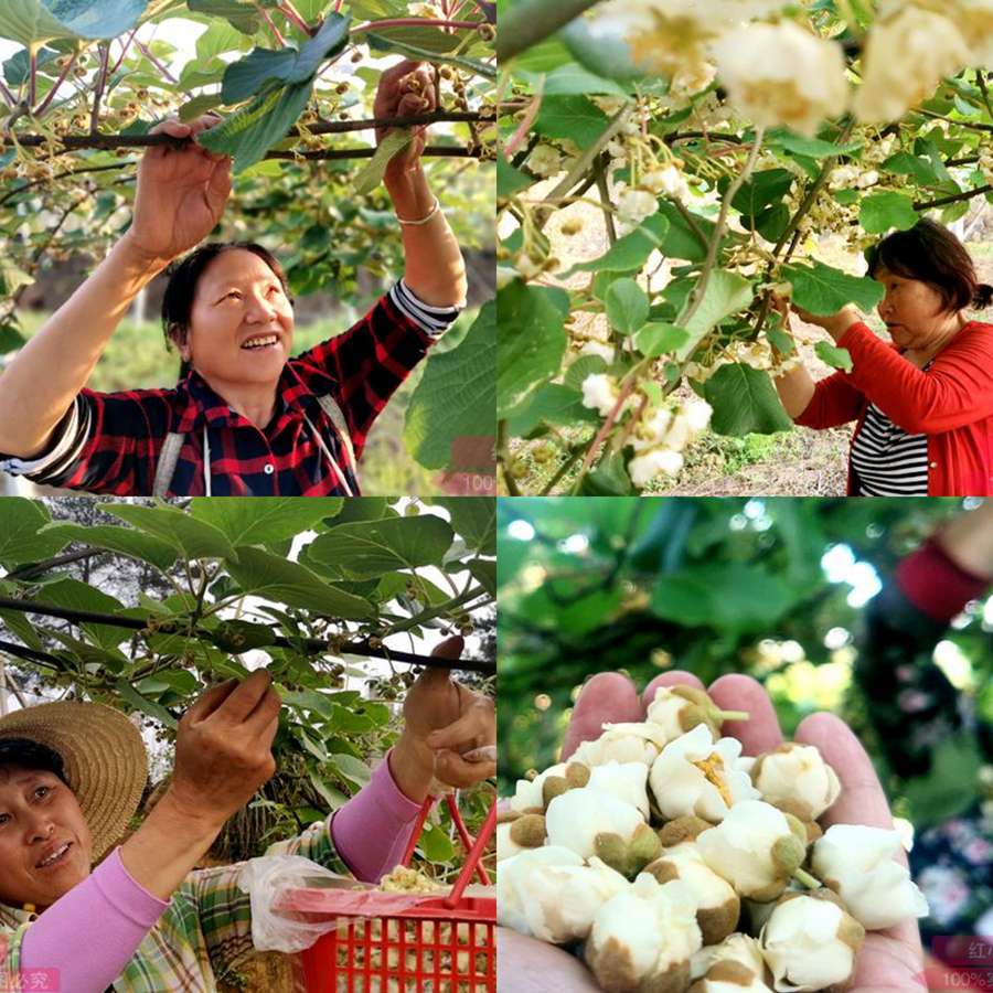 We harvest kiwifruit in our orchard