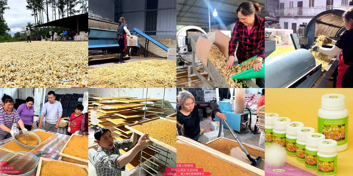 Golden kiwifruit after artificial pollination Golden kiwifruit after artificial pollination