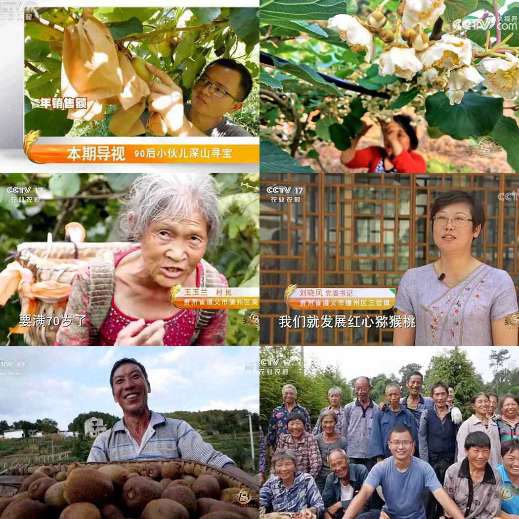 猕猴桃蜜蜂授粉