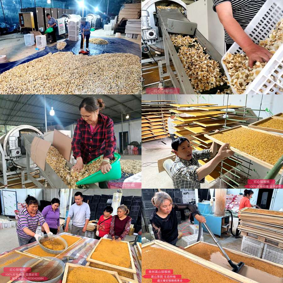 We harvest kiwifruit in our orchard