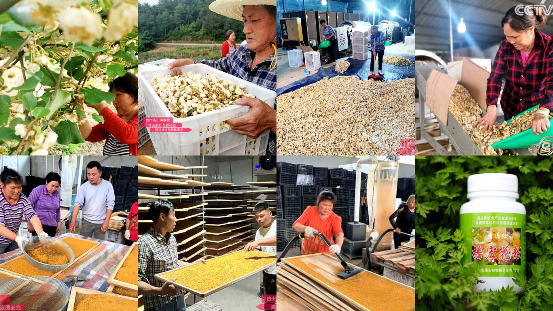 猕猴桃花粉加工过程