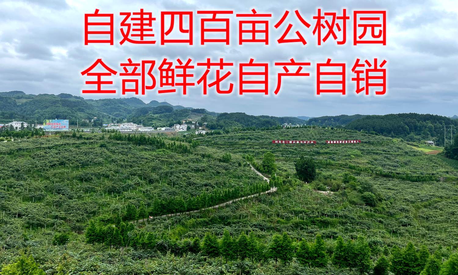 猕猴桃蜜蜂授粉