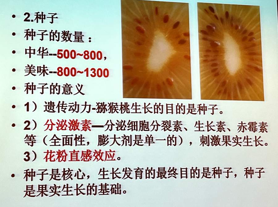猕猴桃果实种子数量