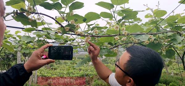越来越多的贵州遵义农民看到种植有机猕猴桃花粉的发展前景