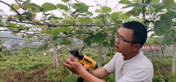 目前陕西地区推广运用的商品化猕猴桃花粉的情况如何
