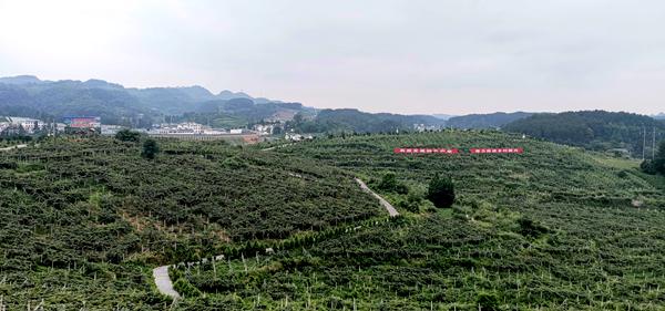 贵州六盘水水城县猕猴桃基地100亩猕猴桃喜获丰收