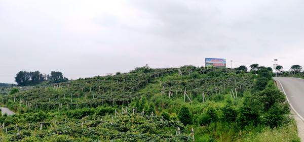贵州遵义播宏果业公司建设千亩红心猕猴桃基地 六盘水东红猕猴桃贵长猕猴桃