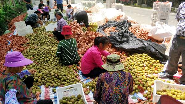 贵州遵义有机猕猴桃批发零售团购价格是多少钱一斤