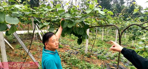四川邛崃实现猕猴桃产业由优势产业向优势产区转变