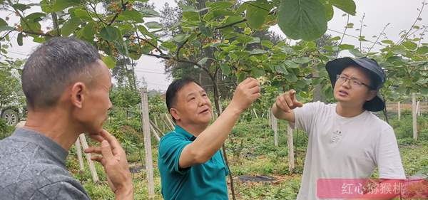 乌蒙山区飞出了金果果 记黔西北发展猕猴桃产业