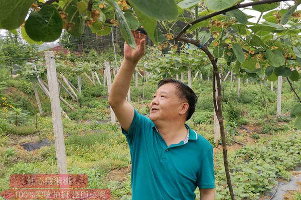 川之龙公司在猕猴桃种植行业网站设立了