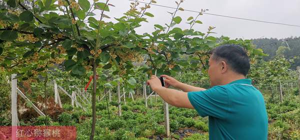 广东红心猕猴桃树苗种植方法基层工作经验