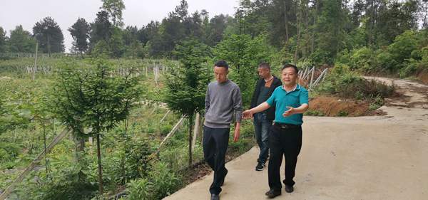 农业局负责人介绍作为中国猕猴桃之乡