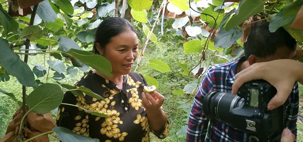 猕猴桃认养私人订制 猕猴桃认养私人订制