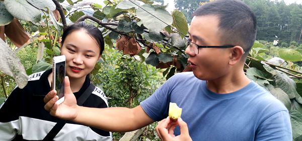 猕猴桃认养私人订制 猕猴桃认养私人订制