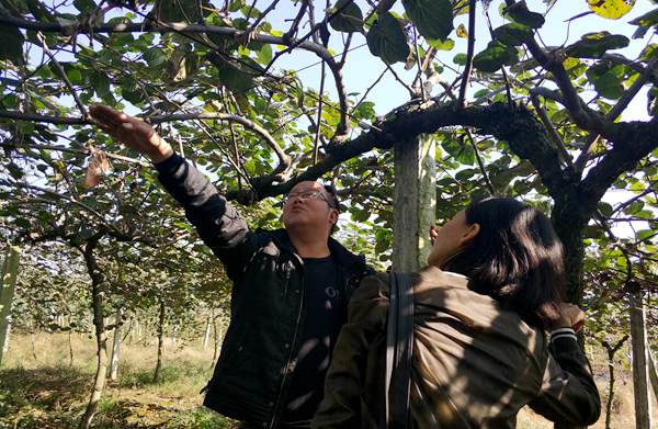 贵州有机猕猴桃树苗什么时候可以种植成活率最高