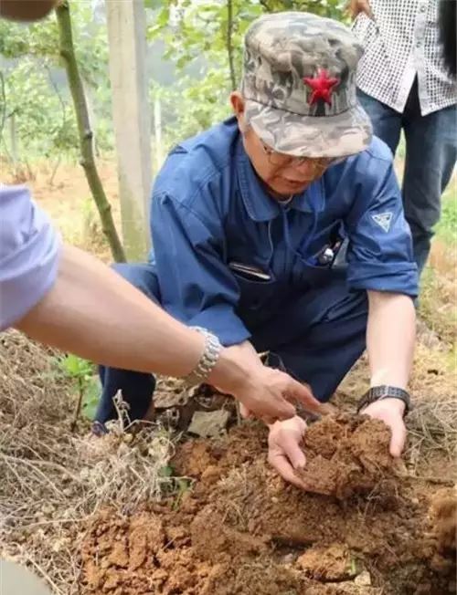 贺炳荣撰写的猕猴桃种植，生长土壤的调理解析