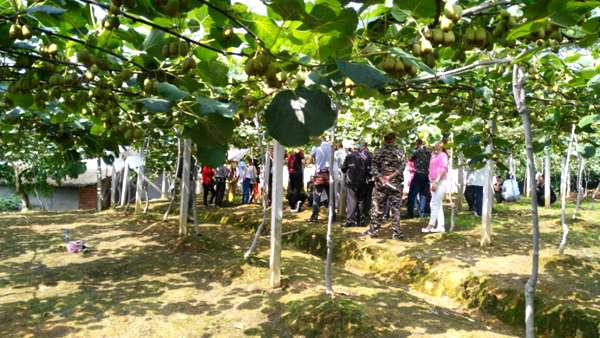 江苏徐州开始尝试种植有机猕猴桃花粉然而