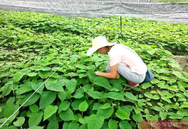 适度遮荫有利于贵州有机红心猕猴桃的生长与结果