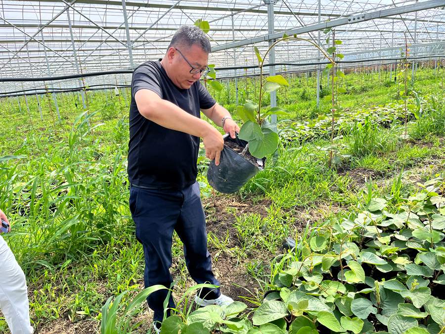 猕猴桃营养钵苗