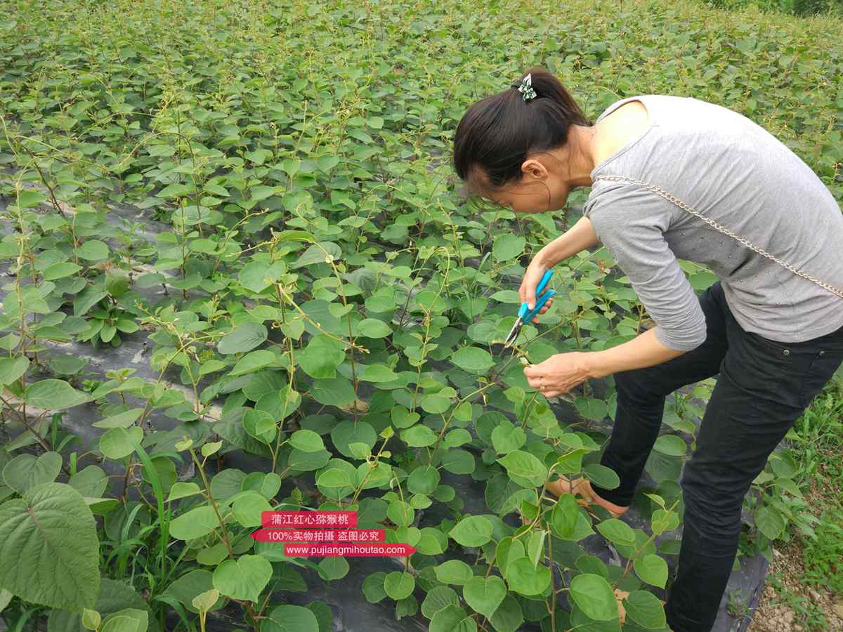 贵州黔江区58岁种植猕猴桃有门路还不愁销