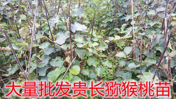 贵长猕猴桃苗批发