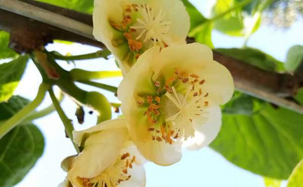 详细了解猕猴桃“雄雌开花”的特征，提升授粉质量