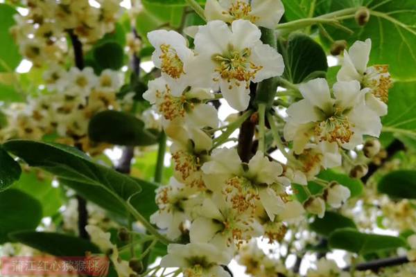 贵州软的猕猴桃和硬的猕猴桃哪个更好吃更甜呢？