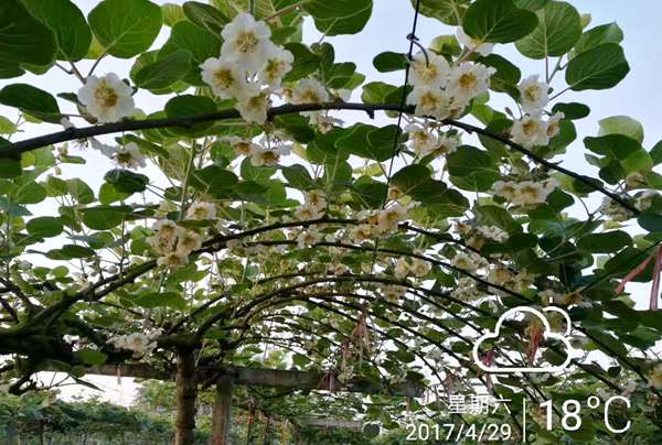 贵州遵义和毕节有机红心猕猴桃花粉种植规模达一万亩