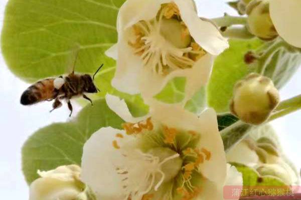 猕猴桃花粉的使用方法 适当调整花粉与辅料的配比