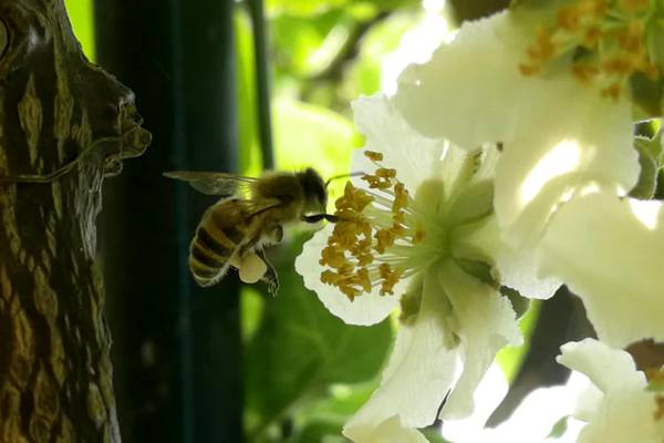 猕猴桃花粉哪个牌子的好授粉率高品质有保障 花粉企业名录厂家 品牌