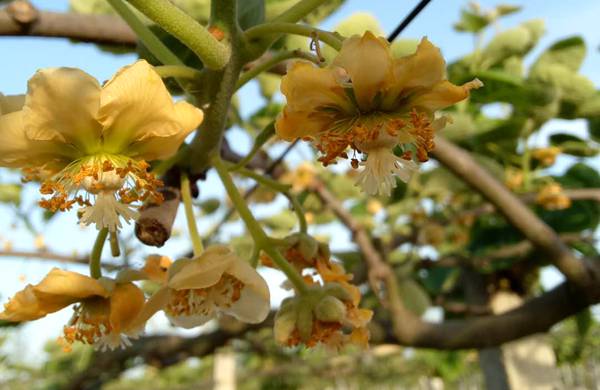 组织贵州六盘水有机猕猴桃花粉产业相关企业提升种植积极性