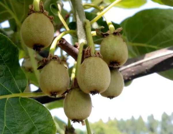 贵州遵义种植符合出口欧盟标准的有机猕猴桃花粉