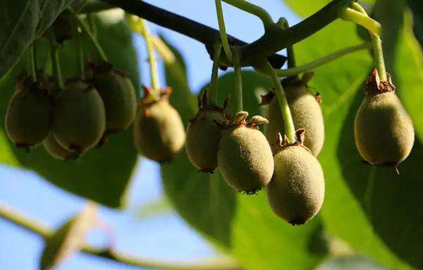 五月份红心猕猴桃田间管理技术要点，按四川成都物候期总结种植