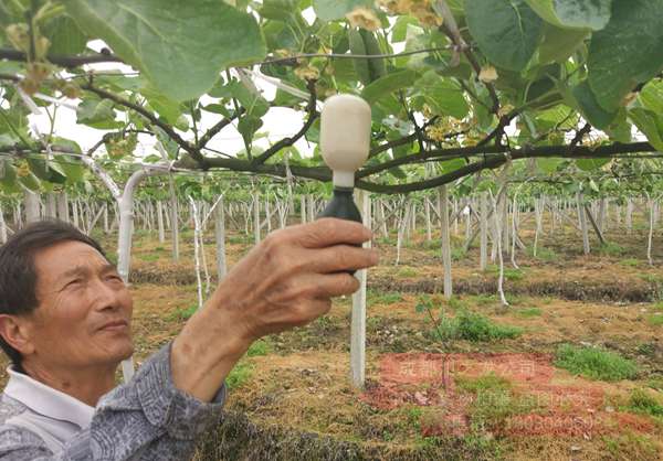 2019年贵州遵义播州区播宏公司花粉厂的建立 解决贵州猕猴桃发展的瓶颈问题