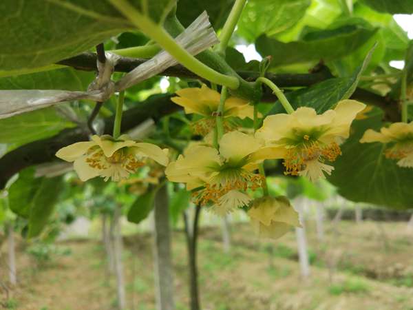 越来越多的贵州遵义农民看到种植有机猕猴桃花粉的发展前景