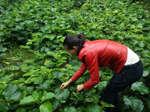 川之龙公司深入贵州乡村，讲解猕猴桃种植技术
