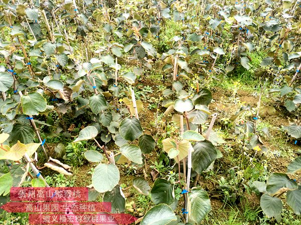 贵州中康农业科技有限公司舒红种植贵长猕猴桃 引领群众脱贫致富