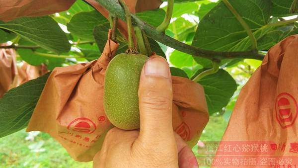 有机猕猴桃营养又健康 探访江苏江都樊川有机猕猴桃果园的报道