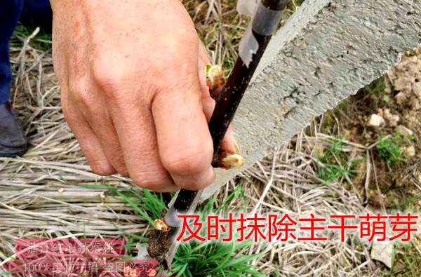 栽培全部统一使用“贵州”有机猕猴桃品模式