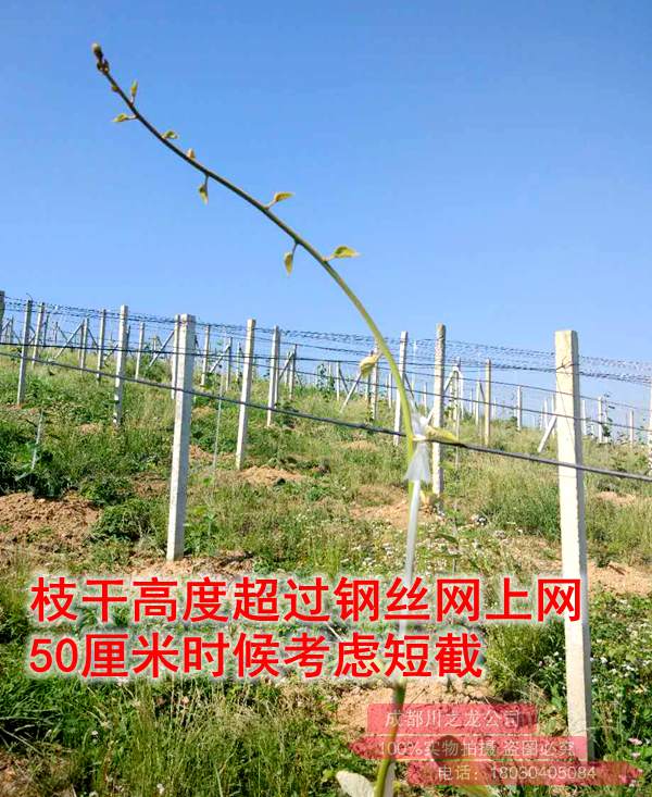 今年以来四川川之龙红心猕猴桃苗木接到百万订单