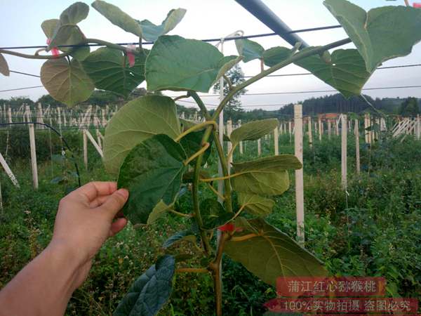 东红猕猴桃种植及管理技术培训湾村等多家种植企业